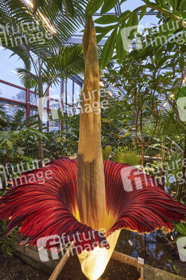 Titanenwurz-Blüte in Hannover