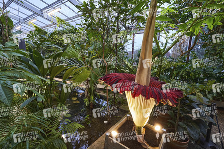 Titanenwurz-Blüte in Hannover