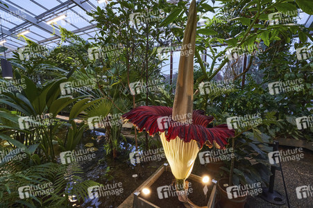 Titanenwurz-Blüte in Hannover