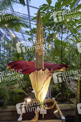 Titanenwurz-Blüte in Hannover