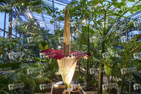 Titanenwurz-Blüte in Hannover