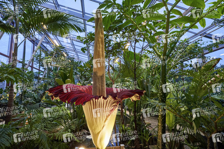 Titanenwurz-Blüte in Hannover