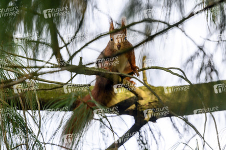 Eichhörnchen in Frechen