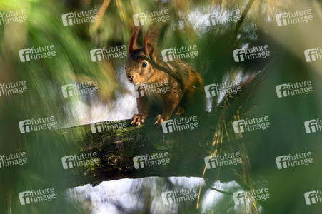 Eichhörnchen in Frechen