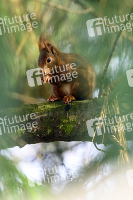 Eichhörnchen in Frechen