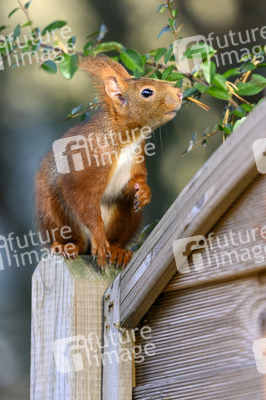 Eichhörnchen in Frechen