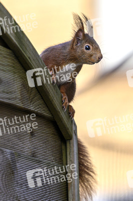 Eichhörnchen in Frechen