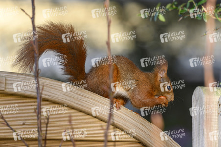 Eichhörnchen in Frechen