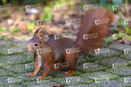 Eichhörnchen in Frechen