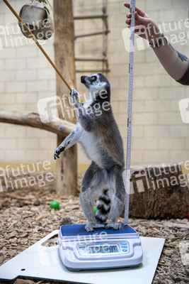 Inventur im Thüringer Zoopark Erfurt
