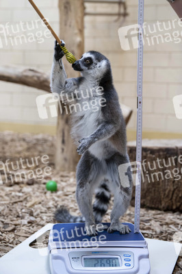 Inventur im Thüringer Zoopark Erfurt
