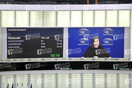 Plenartagung über Tiertransporte im EU-Parlament in Straßburg