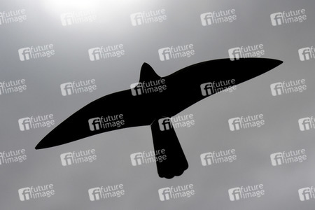 Symbolfoto Greifvogelsilhouette