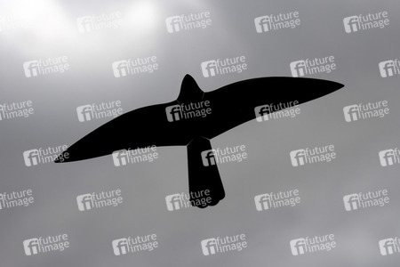 Symbolfoto Greifvogelsilhouette