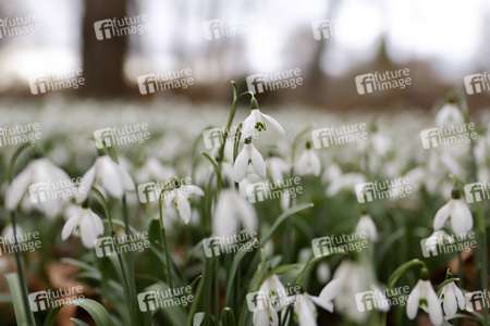 Symbolfoto Schneeglöckchen