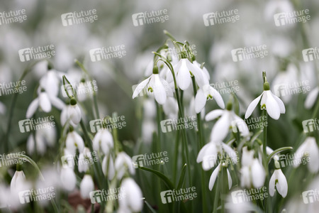 Symbolfoto Schneeglöckchen