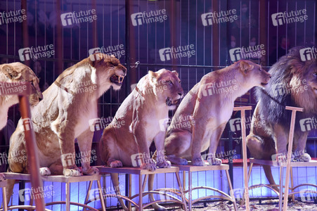 Vorpremiere vom Circus Krone Winterprogramm 'New Memories' in München