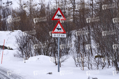 Rentiere in Sommaroy