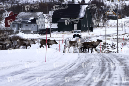 Rentiere in Sommaroy