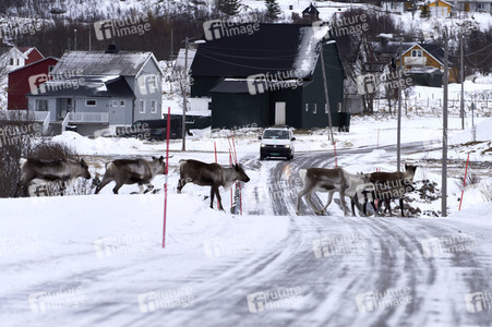 Rentiere in Sommaroy