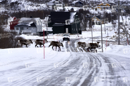 Rentiere in Sommaroy