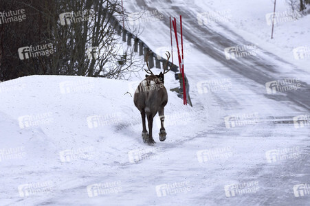 Rentiere in Sommaroy