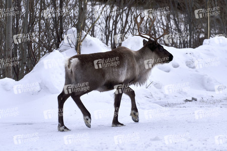 Rentiere in Sommaroy