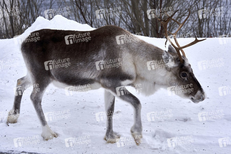 Rentiere in Sommaroy