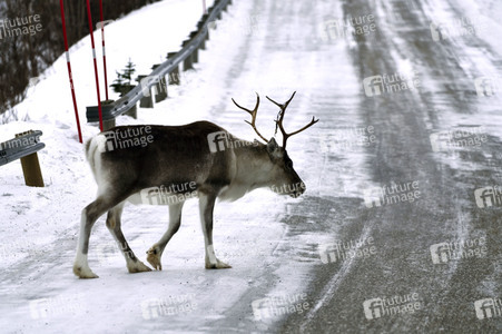 Rentiere in Sommaroy