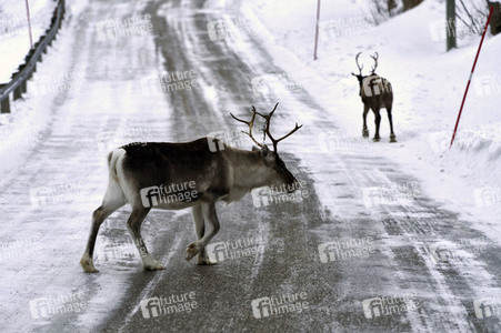 Rentiere in Sommaroy