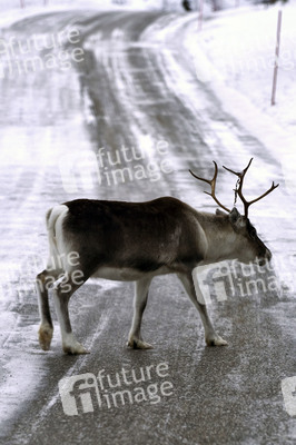 Rentiere in Sommaroy