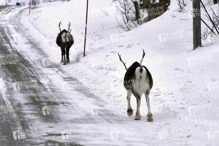 Rentiere in Sommaroy