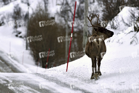 Rentiere in Sommaroy