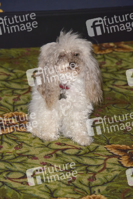 Serienpremiere 'Shining Vale' in Los Angeles