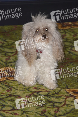 Serienpremiere 'Shining Vale' in Los Angeles