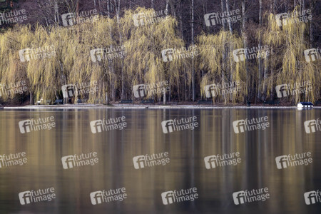 Symbolfoto Trauerweiden