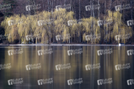 Symbolfoto Trauerweiden