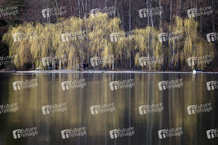 Symbolfoto Trauerweiden