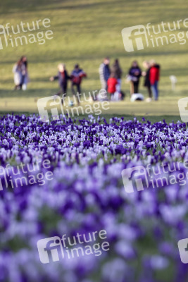 Symbolfoto Krokusse im Park