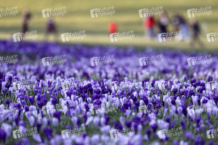 Symbolfoto Krokusse im Park