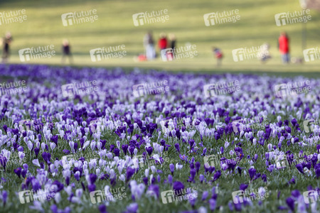 Symbolfoto Krokusse im Park
