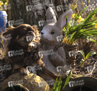 Symbolfoto Osterhase