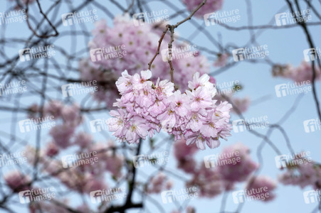 Kirschblüte in Berlin