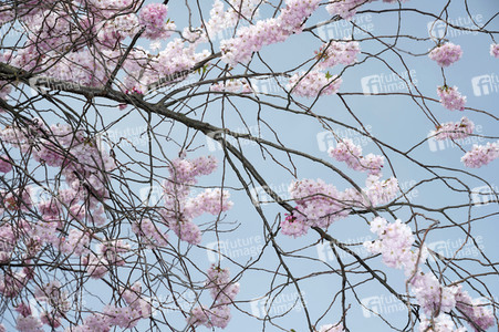 Kirschblüte in Berlin