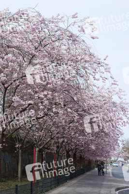 Kirschblüte in Berlin