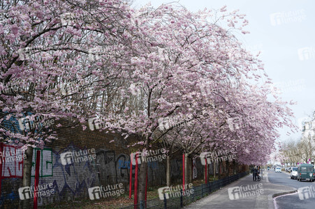 Kirschblüte in Berlin