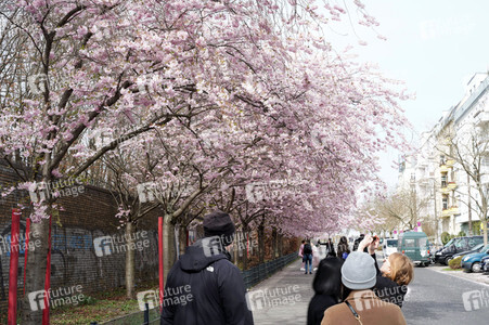 Kirschblüte in Berlin