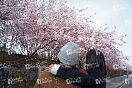Kirschblüte in Berlin