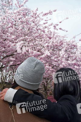 Kirschblüte in Berlin