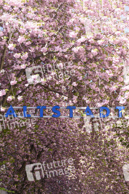 Kirschblüte 2022 in Bonn